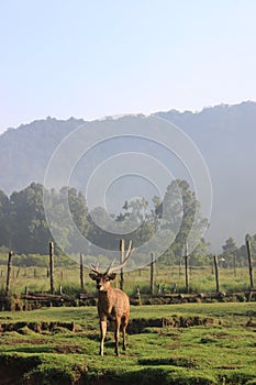 deer breeding in indonesia