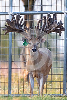 Deer Breeding in Texas