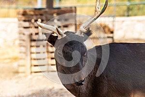 Deer with a broken horn