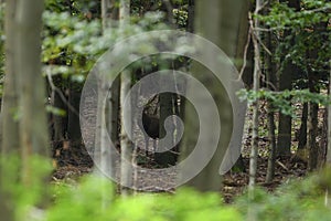 Jelen jelen s parohy chodí mezi větvemi v lese v době páření