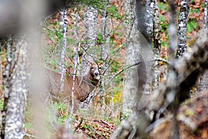 Deer Buck in the forest