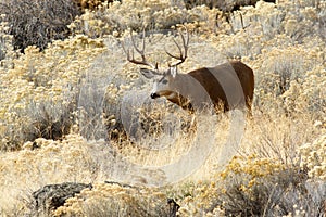 Deer buck with large antlers