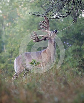 Deer buck at licking branch