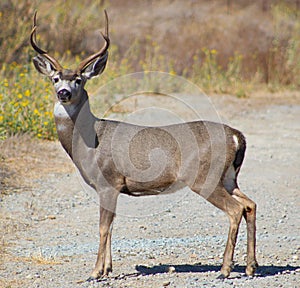 Deer Buck looking at you