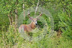 Deer Buck in Woods
