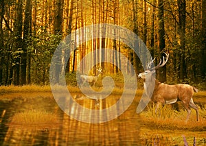 Deer Bucks in summer sunset light standing in an opening in woods