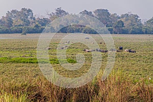 Deer, buffaloes and rhinoceroses in Kaziranga National Park, Assam state, Ind