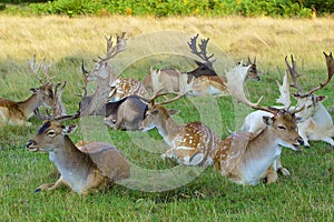 Deer in Bushy park, UK