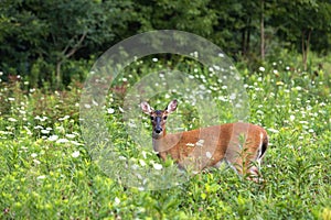 Deer In Cades Cove Smoky Mountains Looking At You