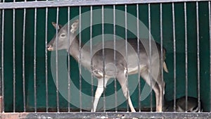 Deer in a cage