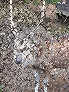 A deer in the cage