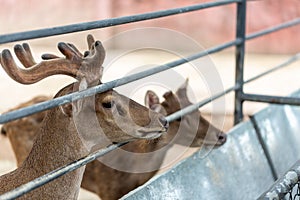 Deer in the cage at the zoo of Thailand