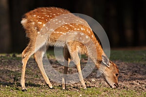 Deer Calf