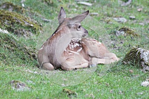 Deer calf
