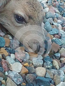 Deer Calf Waiting