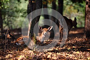 Deer calf in warm light