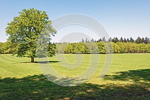 The deer camp of The Loo park located in Apeldoorn