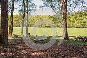 The deer camp of The Loo park located in Apeldoorn