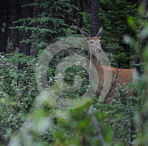 Deer in the Canadian Rocky Mountains