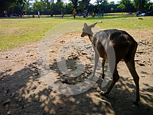 The deer are in captivity in the city forest park