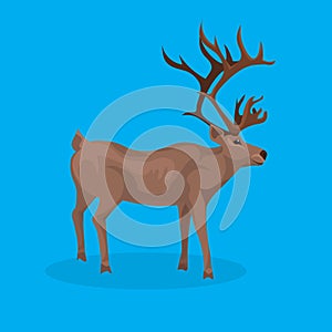 Deer cartoon animal reindeer flat blue background christmas greeting card