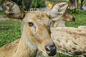 Deer Cervidae laydown concept photo