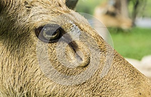 Deer Cervidae laydown sleeping concept