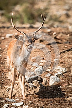 Deer (Cervinae) close-up