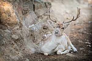 Deer (Cervinae) close-up