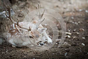 Deer (Cervinae) close-up