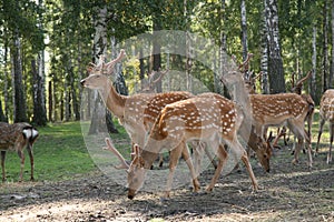 DEER Cervus elaphus photo