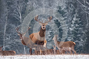 Adult Deer Stag With Big Horns In Beautiful Pose On The Edge Of The Winter Forest. Great Deer Buck Cervidae