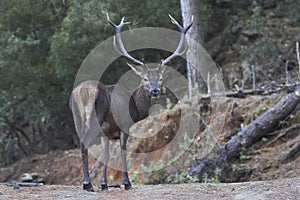 Deer Cervus elaphus Sierra Blanca in Marbella, Malaga. Spain photo