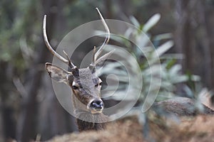 Deer Cervus elaphus Sierra Blanca in Marbella, Malaga. Spain photo