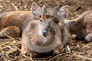 Deer, Cervus timorensis, Mauritius, East Africa