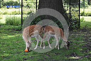 Deer in the city park.