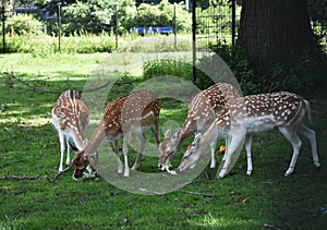 Deer in the city park.