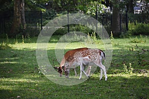 Deer in the city park.