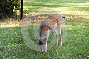 Deer in the city park.