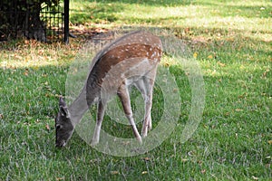 Deer in the city park.