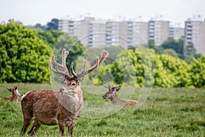 Deer in city park. Urban wildlife