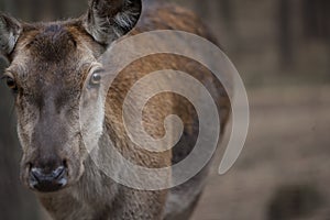 Deer close-up