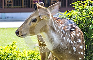 Deer close up