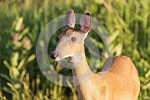 Deer close-up