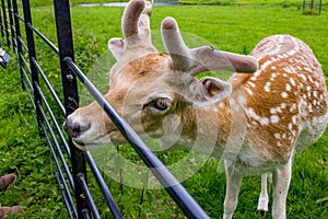 Deer close-up in the De Haar Castle gardens