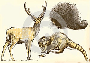 Deer, Coati and Porcupine