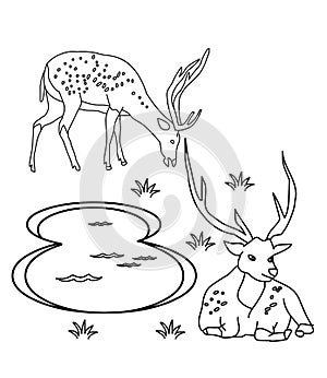 Deer coloring page