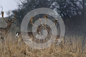 Deer in countryside