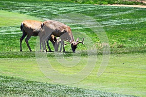 Deer Couple