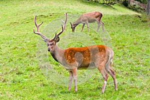 Deer couple in the wilderness